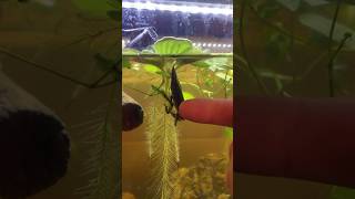 Breeding Giant Water Bugs aquarium freshwater aquatic [upl. by Yelhs]