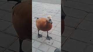 ruddy shelduck He cools off by eating grass and peanuts 🥜🥜 [upl. by Norok]