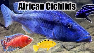 Keeping African Cichlids  10 Tips You Should Know [upl. by Boru449]