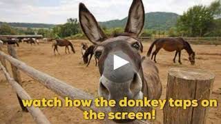 International Donkey Week  Raising awareness for Donkeys [upl. by Anirak]