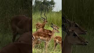 Beautiful Tanzania Mikumi National Park animals nature wildlife [upl. by Annawat]