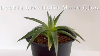 Dyckia brevifolia Moon Glowディッキア・ムーングロウ [upl. by Flanders]