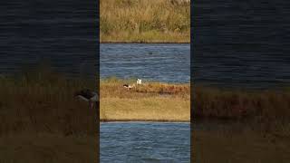 White Ibises [upl. by Hamas]