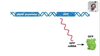 Regulation of pGLO Plasmid Arabinose Operon [upl. by Giavani]