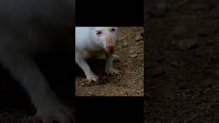 White Wallaby  ualabí blanco [upl. by Yekcin60]