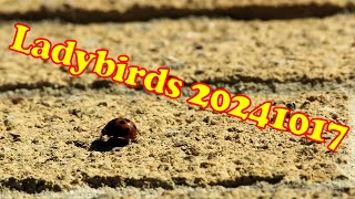 Ladybirds 20241017 [upl. by Rosalinda]