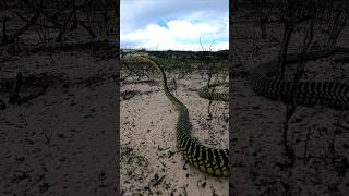 Boomslang on the move [upl. by Yrekcaz]