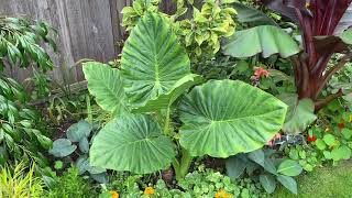 The differences between Alocasia and Colocasia  Elephant Ears [upl. by Rehpotsyrhc]