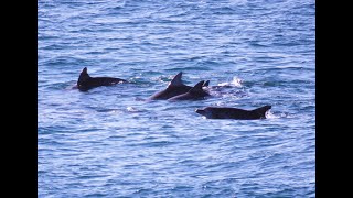 Dolphins Leaping Bronte Beach  By Cora Bezemer  Music Loyalty Freak [upl. by Esnahc]