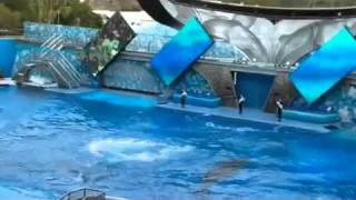 The Believe Show At Seaworld minutes before Dawn Brancheaus death [upl. by Dreeda]