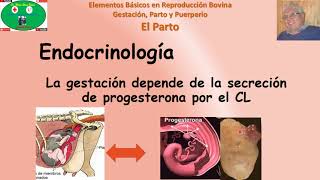 Parto en Bovinos Parte 1 Generalidades y Endocrinología [upl. by Nivrem51]