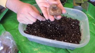 Planting Gloxinia Tubers [upl. by Cowie804]