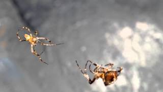 Garden Spider Mating Goes Very Wrong [upl. by Trutko]