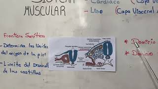 Sistema muscular embriología Langman [upl. by Llehsor]