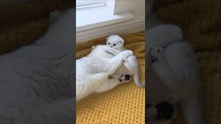 This is the reason why a mother cat scolds her kitten 😯 Watch until the end kittens cats [upl. by Hendrickson]