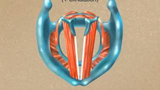 How the Larynx Produces Sound [upl. by Docilla]