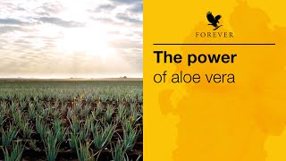 The Power of Aloe Vera  Forever Living UK amp Ireland [upl. by Esbenshade938]