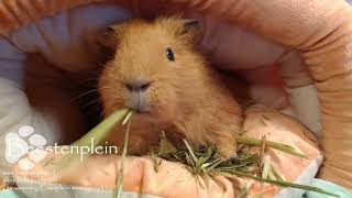 Wokkel onze oudste cavia in de opvang eet groene haver [upl. by Marys]