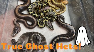 Ball Python Egg Cutting and Update Clutch 10 [upl. by Kinney]