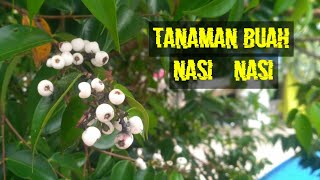 Tanaman buah Nasi  Nasi atau Syzygium zeylanicum  bagus untuk Bonsai TanamanKu [upl. by Stannfield]