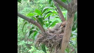 shrike bird feeding its baby [upl. by Veedis]