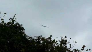 Abbotts Booby in flight on Christmas Island Australia [upl. by Murvyn]