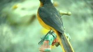 White Crowned Robin Chat Cossypha albicapilla [upl. by Wystand729]