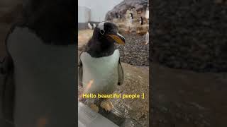 Quick Hello from Asahikawa Zoo zoo asahikawa hokkaido travel japan [upl. by Levey]