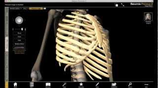 Exploring the Thoracic Cage with Skeleton Premium [upl. by Abas]