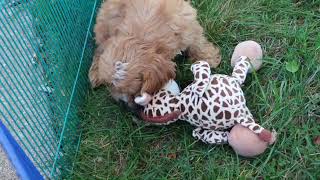 Cavapoo Puppies Silver and Parker SD 480p [upl. by Tigges201]