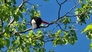 Brazilian toucan [upl. by Anaya596]