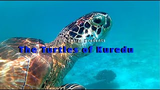 The Turtles of Kuredu [upl. by Gilbert]