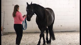 Academic Art of Riding clinic with Marius Schneider Warsaw July 2016 [upl. by Ellehsyt181]