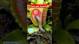 venus flytrap eats meat 😱 amazingfacts factsinhindi new facts latest trending ytshorts 1m [upl. by Sosna]