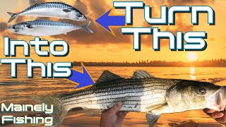 Striper Fishing In Maine With Mackerel [upl. by Ama]