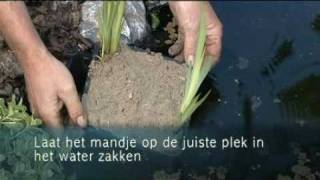 Hoe plant ik moerasplanten [upl. by Ahsot]