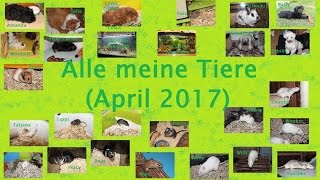 Alle meine Tiere April 2017 [upl. by Erreipnaej]