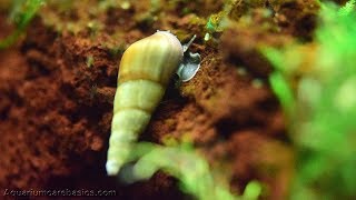 Malaysian Trumpet Snails Ferociously Eating [upl. by Willi]