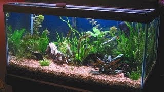 50 Gallon Planted Freshwater Aquarium [upl. by Pippy]