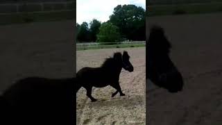 Stallion Onyx  Mum is coming  I better run [upl. by Chap]