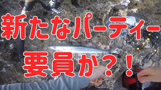 新たなパーティー要員現る？沖縄釣り ルアー釣り カツオ カマス ショアジギング 残波岬 [upl. by Ragg]