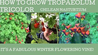 How to grow and care for Tropaeolum tricolor or Chilean nasturtium [upl. by Gnat]