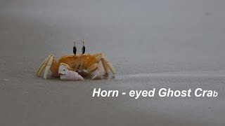 Orange Crab  Horneyed Ghost Crab  4K [upl. by Massiw279]