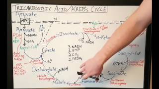 TCA  Krebs Cycle  Citric Acid Cycle  Basics for Beginners  Biochemistry Lesson [upl. by Gleda]