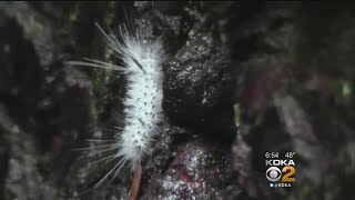 Venomous Canadian Caterpillar Spotted In Pennsylvania [upl. by Joline756]