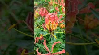 செங்காந்தள் மலர்Gloriosa superbaGlory lilyParthi farms [upl. by Reh]