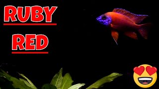 Ruby Red Peacock African Cichlid Species Spotlight [upl. by Annav]