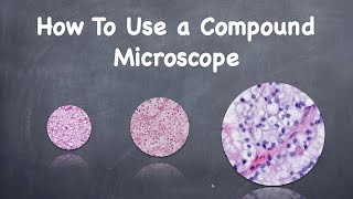 How To Use a Compound Microscope [upl. by Wadesworth311]