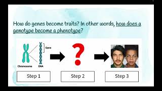 Genotype to phenotype [upl. by Aretak117]