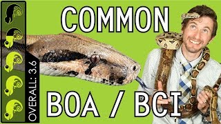 Common Boa BCI The Best Pet Snake [upl. by Eiralih950]